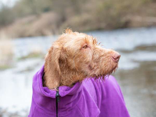 Collared Creatures magenta dog drying coat