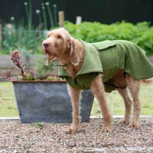 green dog drying coat by collared creatures