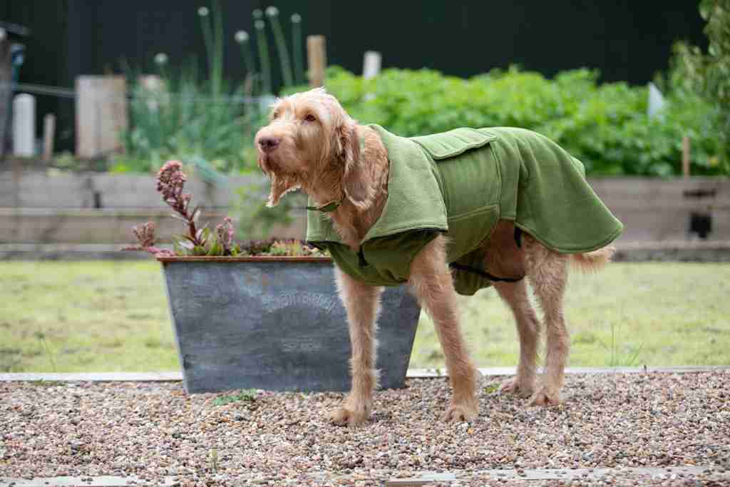 green dog drying coat by collared creatures