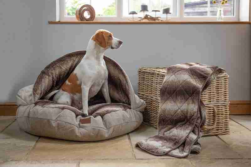 tan and white beagle sat in a collared creatures luxury beige cave bed