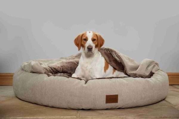 tan & white beagle sat in collared creatures luxury cocoon dog cave bed