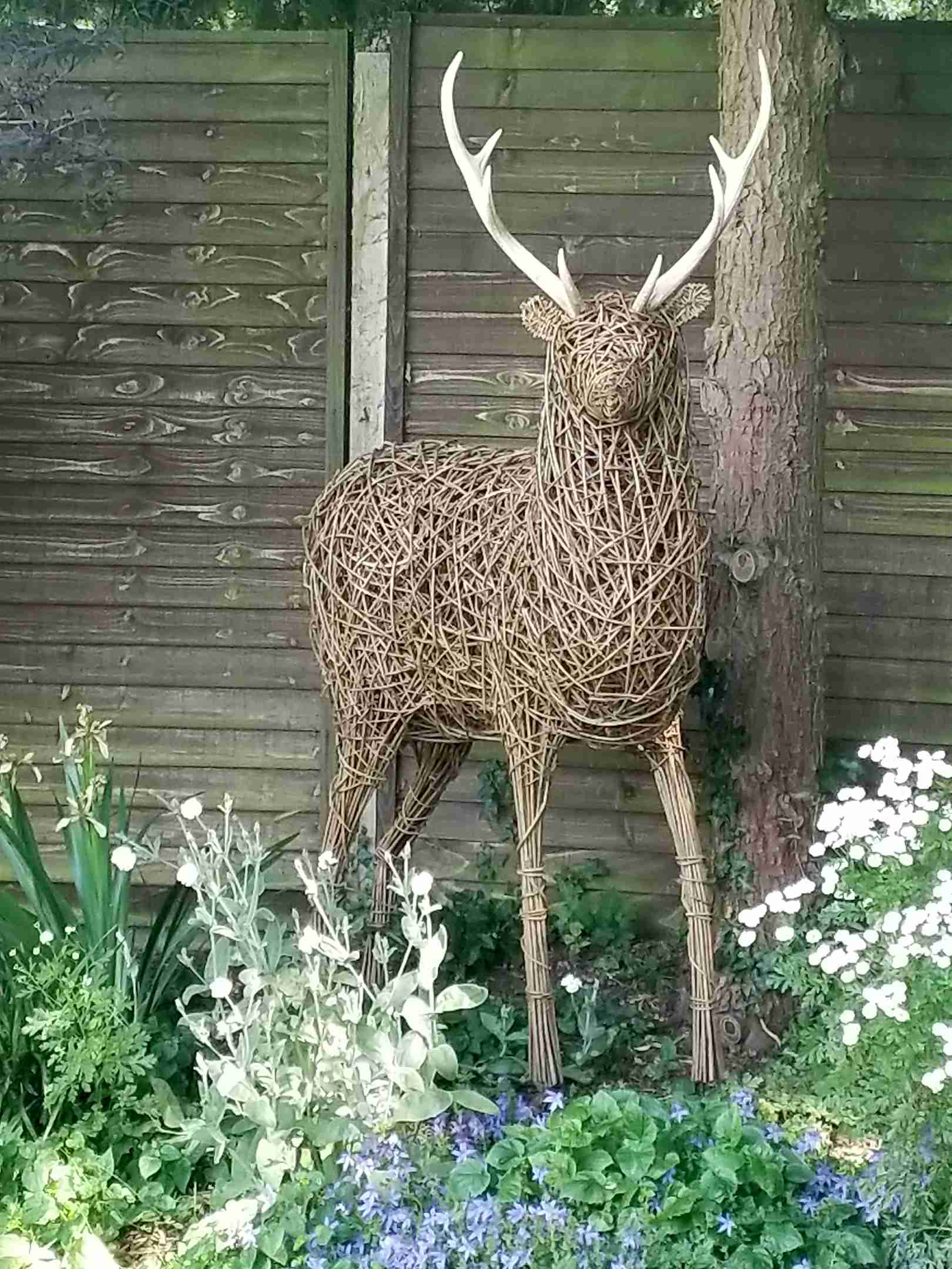 Stag 1