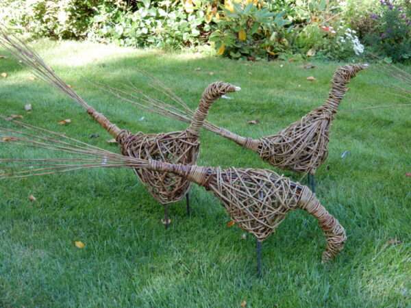 Pheasant