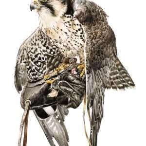 Lanner Falcon