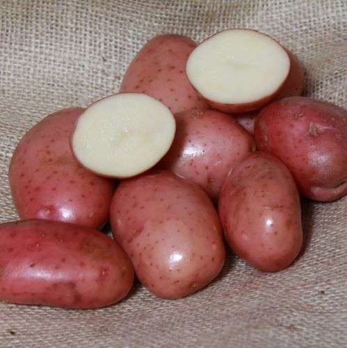 Sarpo Mira Seed Potatoes