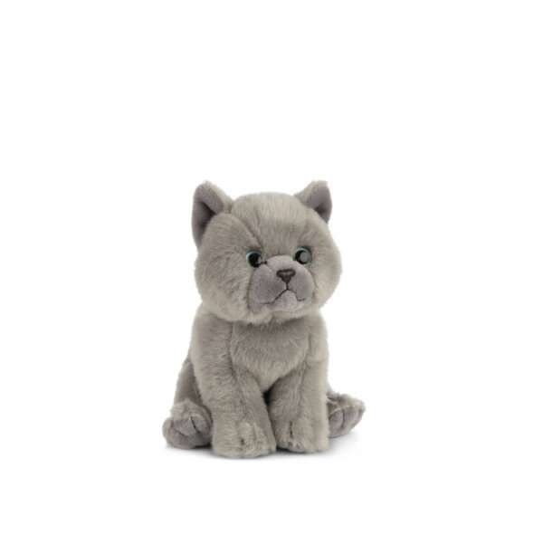 AN447 LIVING NATURE British Grey Shorthair Kitten