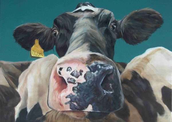 From a different perspective Friesian cow canvas print