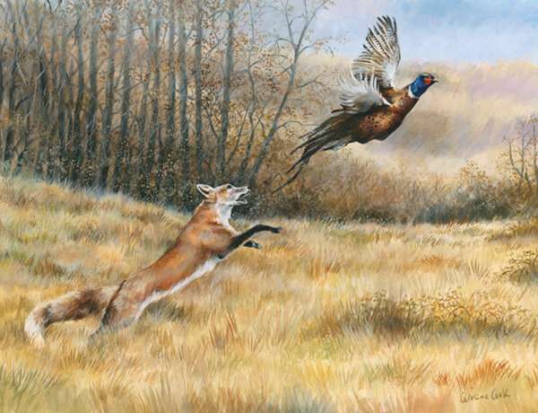 A Near Miss Fox and Pheasant CC198 A Giclee Limited Edition Print by Caroline Cook Free delivery