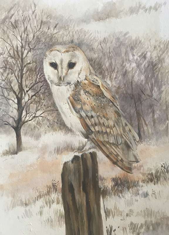 Barn Owl in Winter A Giclee Limited Edition Print by Caroline Cook Free delivery