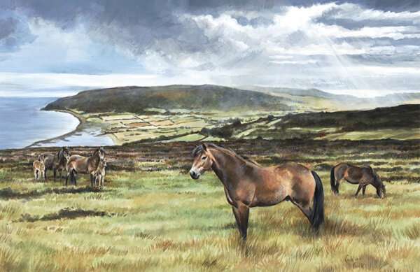 Exmoor Ponies at Porlock Signed Artists Edition by Caroline Cook Free delivery