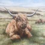 Highland Cattle