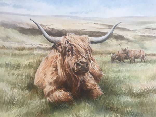 Highland Catlle Print by Caroline Cook Free delivery