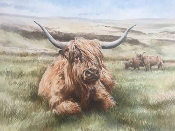 Highland Cattle