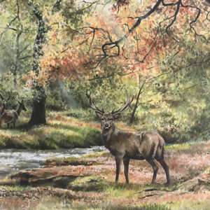 Red Deer at Horner Woods