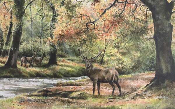 Red Deer at Horner Woods A Giclee Limited Edition Print by Caroline Cook Free delivery