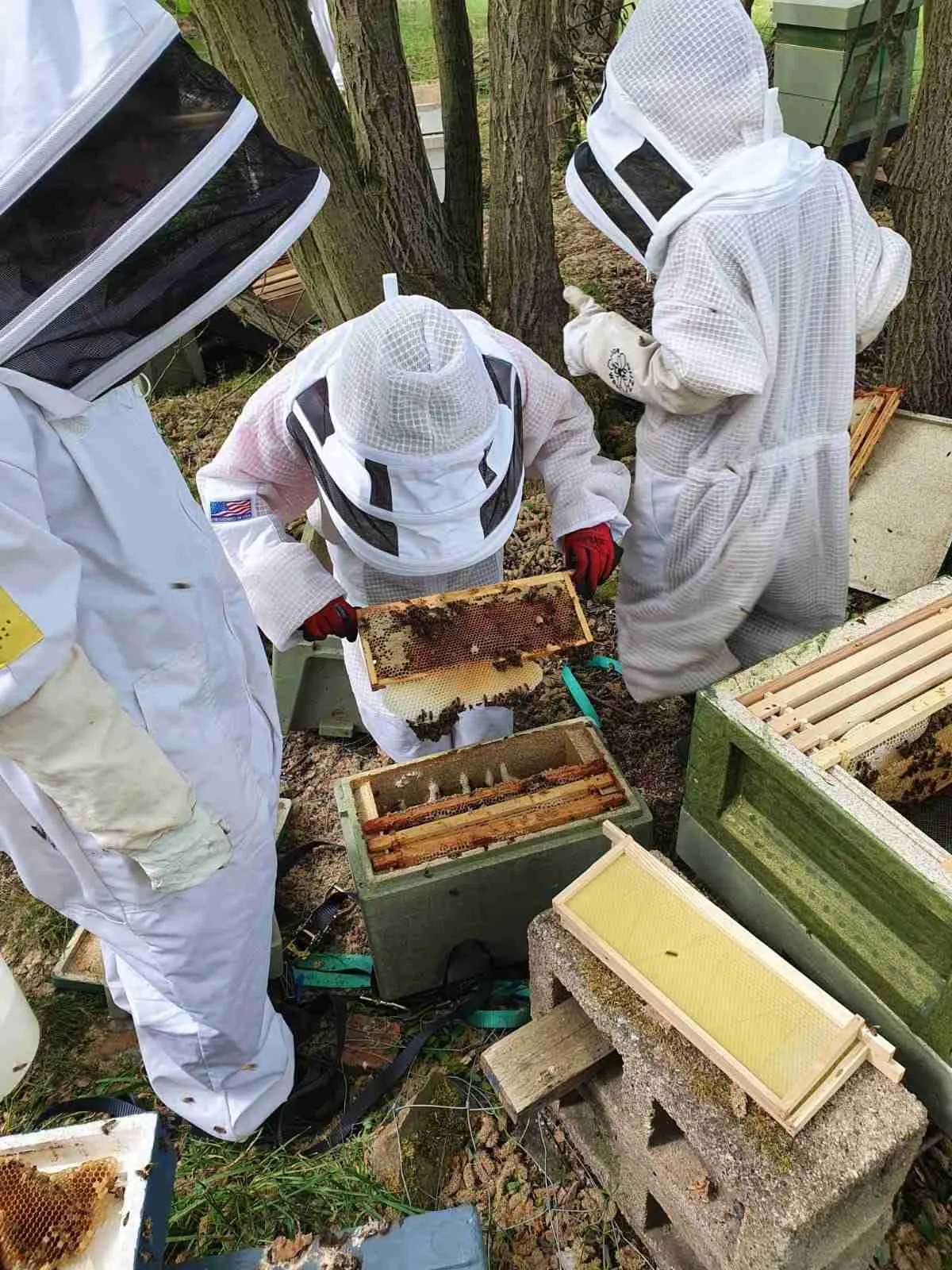 Beekeeping Experience Half Day - Image 7