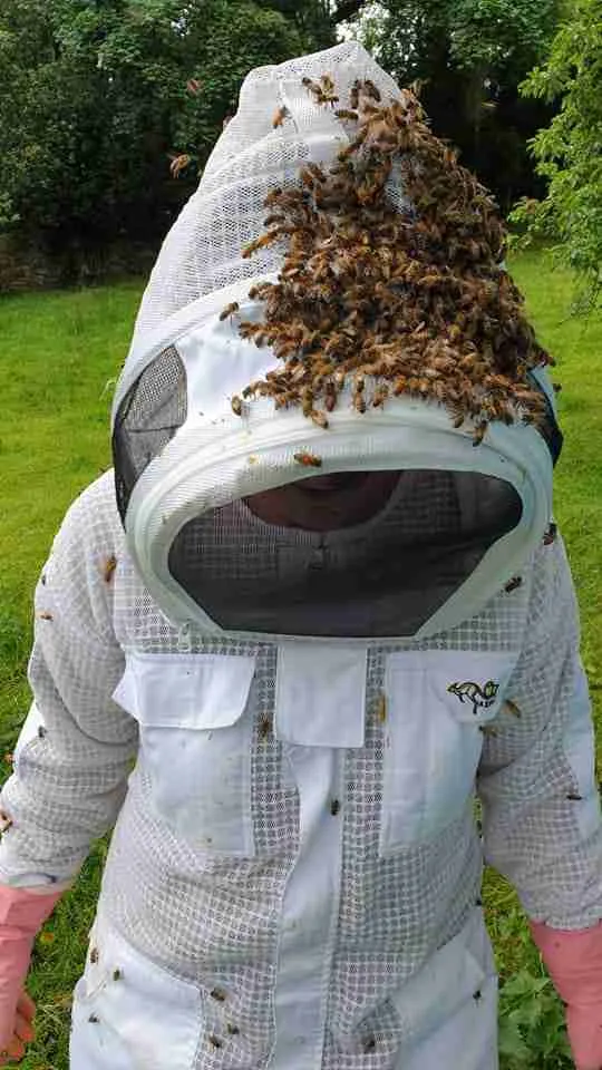 Beekeeping Experience Half Day - Image 6