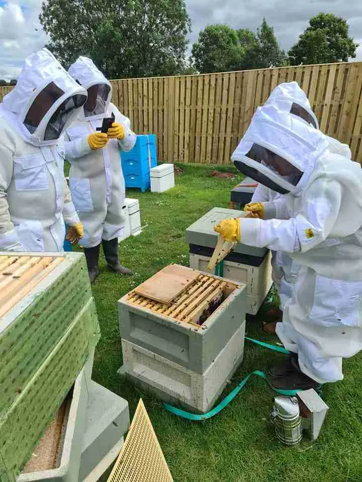 Beekeeping Experience Half Day