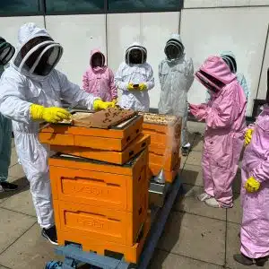 Beekeeping Experience Full Day