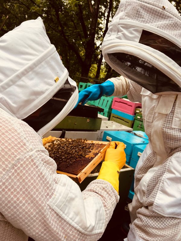 IMG 20230722 WA0025 BEEKEEPING DAY COURSE ⭐ RECOMMENDED BY VIRGIN EXPERIENCE DAYS⭐ <strong>What's Included</strong> ✅ One day beekeeping workshop, One to One or small groups. ✅ Learn how to care for and keep honeybees in an ethical and sustainable way ✅ A mix of practical and theory covering topics such as learning about the honeybee, what equipment you will use, how to care for your honeybees and how honey is made ✅ Hands-on time working with the honeybees at the outdoor beehive ✅ Refreshments provided but please bring a packed lunch. ✅ Beekeeping suits will be provided to use on the day ✅ Fully Insured <strong>What Can I Expect</strong> Perfect for beginners! Spend a day with David and his busy bees. With a mixture of talks and hands-on sessions, you’ll learn everything there is to know about starting out in beekeeping. The programme is split into several different sections so you’re not bombarded with too much bee talk at once. There are refreshments on hand and a light lunch with snacks. In essence, this is a fun and interactive, yet laid-back look at beekeeping. Starting with the bee basics, you’ll hear about bee biology, how colonies work, and communicate (truly fascinating stuff!) and their life cycle. Then it’s time to take a look at the life of a beekeeper. You’ll be shown what looking after bees entails, what types of hives there are and how you harvest honey. You will also discover how honey is made and how important pollination is. Indeed, this Sheffield beekeeping workshop goes one step further, by showing you just which flowers and plants you should grow to attract your bees, And of course, on a warm summer’s day you’ll see the bees flying from their hive to bring back pollen and nectar. It’s honey making happening live in front of your eyes! Dressed up in your beekeeper suit, you’ll also get to see what goes on inside the busy hive, as these full-day workshops include plenty of interaction with the bees. You’ll be shown how to lift the lids and how to spot the queen bee. There will also be time to taste the honey produced by Davids bees. and it is quite simply delicious. David will tell you why and how different types of honey exist! Book your place on these one-day beekeeping courses in Sheffield and spend a lovely day with David and his many thousands of bees. All you need to bring is your enthusiasm and a pair of wellies or sturdy boots! Please message us for more details. No age restriction, although not recommended for under 8's Vouchers are available. Social distancing and government recommendations will be adhered to.