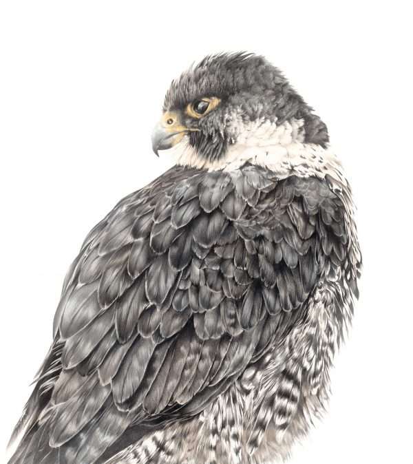 Falcon's Focus