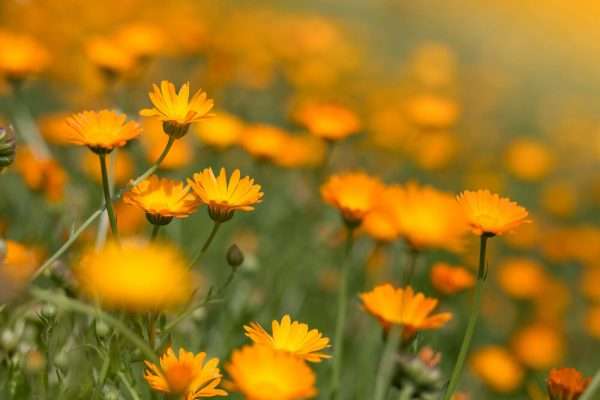 calendula flowers penlanlas cymru Made with pure botanical oils infused with dried Calendula petals, known for their healing properties and enriched with extra moisturising shea butter. Gently cleansing, and soothing with a natural light floral scent - no essential oils have been added. A mild and gentle soap bar, suitable for sensitive, delicate and problem skin.