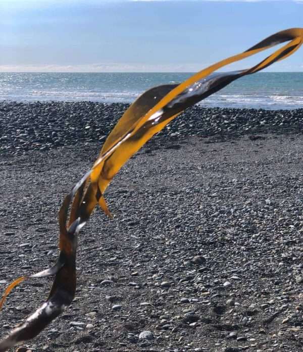 Seaweed & Sea Salt Soap - Image 2