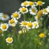 Goat's Milk Soap - Image 2