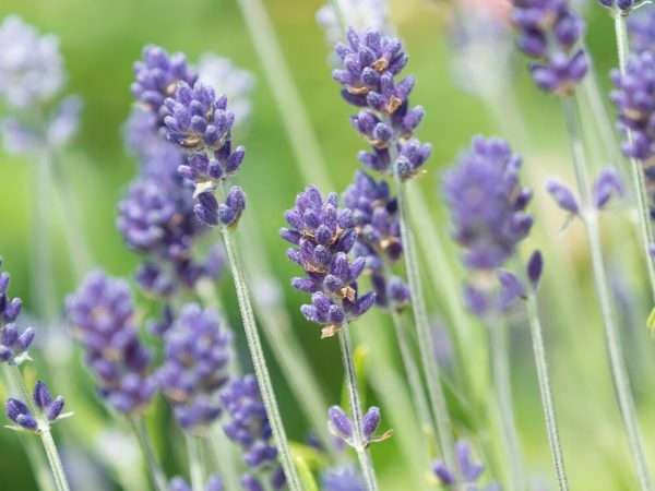 Lavender Soap - Image 2