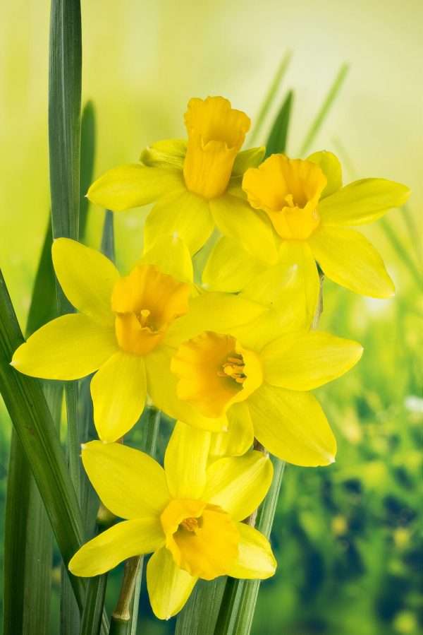 Daffodil Soap - Image 2