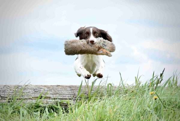 Rabbit Dummy Springer scaled <strong>The 'Sporting Saint Rabbit Dummy'</strong> <strong>Product Options Available - , 1/2lb, 1lb and 2lb</strong> <ul> <li>The 1/2lb size is the same size as a standard 1/2lb dummy</li> <li>The 1lb and 2lb dummies are the same size</li> <li>Rabbit hand throwing dummy with throwing toggle wrapped in rabbit fur.</li> <li>The Rabbit Ball is also a product option here, if you dog is struggling with picking up fur, mix it up a little with the rabbit ball, it really gets the dog interested! Light in weight.</li> <li>Scent can be applied</li> <li>Excellent Training Tool as allows your dog to become accustomed to picking up fur</li> <li>Designed and Manufactured by Sporting Saint</li> </ul> <strong> </strong>