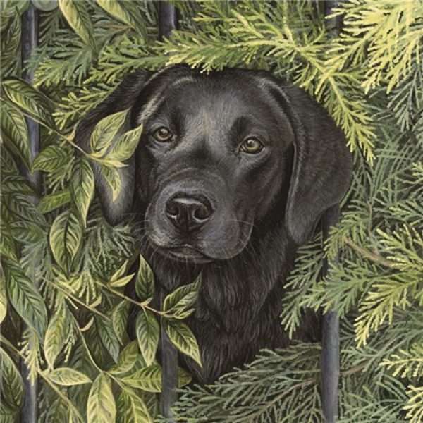 Black Labrador Puppy (Pippa) - Dog Greeting Card