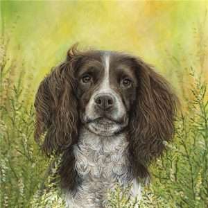 Springer Spaniel - Dog Greeting Card