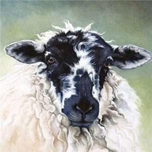Sheep Portrait Greeting Card