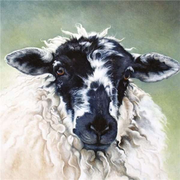 Sheep Portrait Greeting Card