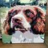 Spaniel Photo Panel