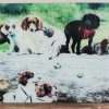 Spaniel Photo Panel - Image 2