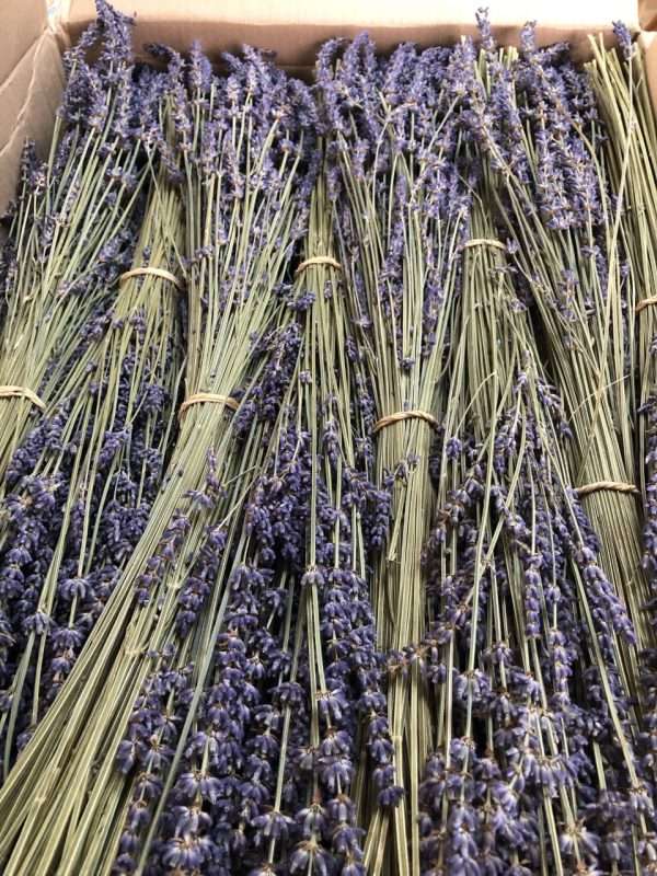 <ul> <li>Aromatic dried lavender bunch</li> <li>Long lasting</li> <li>Perfect for flower arranging</li> <li>Ideal for weddings</li> </ul>