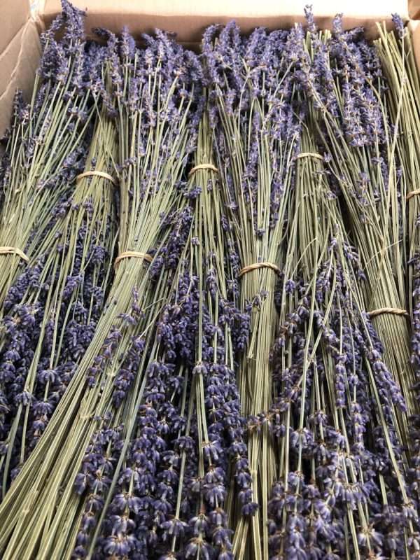 AROMATIC DRIED LAVENDER BUNCH - Image 4