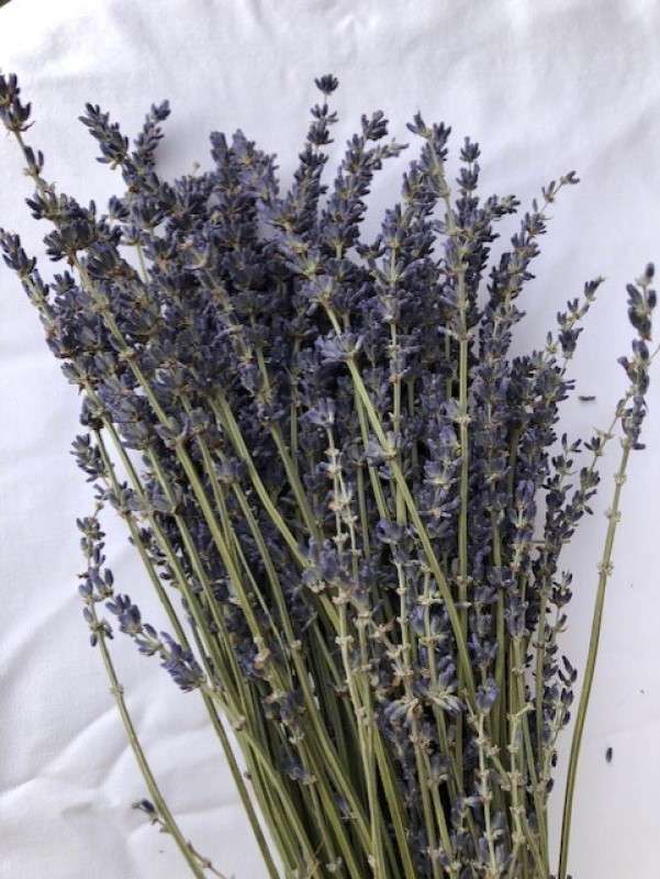 lavender1 <ul> <li>Aromatic dried lavender bunch</li> <li>Long lasting</li> <li>Perfect for flower arranging</li> <li>Ideal for weddings</li> </ul>