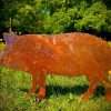Medium Exterior Rustic Rusty Metal Pig Farm Animal Garden Stake Yard Art  Ornament Vegetable Patch Sculpture  Gift Fathers Day - Image 2