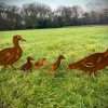 Exterior Rustic Rusty Metal Duck Family Quack Farm Animal Garden Stake Yard Art  Pond Art Vegetable Patch Flower Bed Sculpture - Image 2