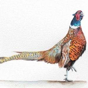 Pheasant TipToe © Elizabeth Shewan The Artist and Clairvoyant