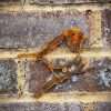 Large Exterior Rustic Robin Bird Garden Wall House Gate Sign Hanging Metal Art Sculpture  Gift   Present - Image 2
