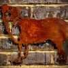 Small Exterior Rustic Rusty Collie Sheepdog Dog Garden Wall Hanger House Gate Fence Sign Hanging Metal Art Sculpture  Gift - Image 2