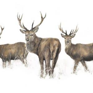 Highland Heirs   Giclee Print