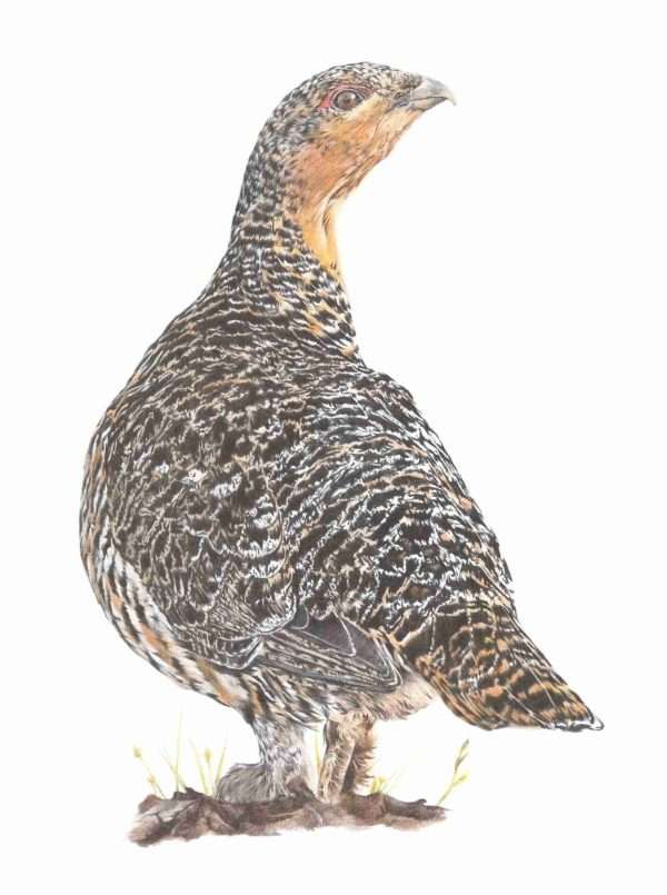 Lady of the Lek  Giclee Print - Image 2