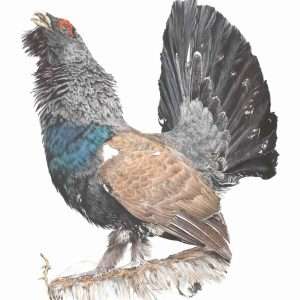 Lord of the Lek  Giclee Print