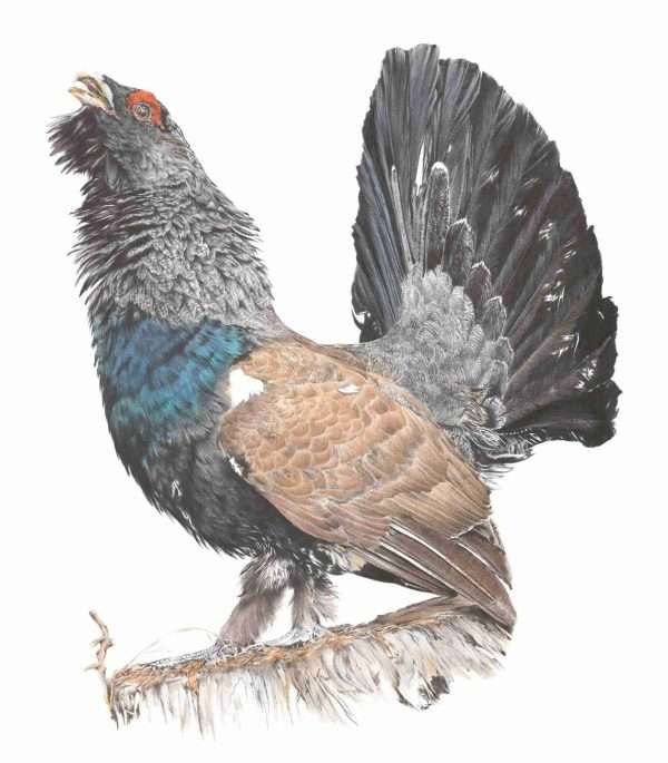 Lord of the Lek  Giclee Print
