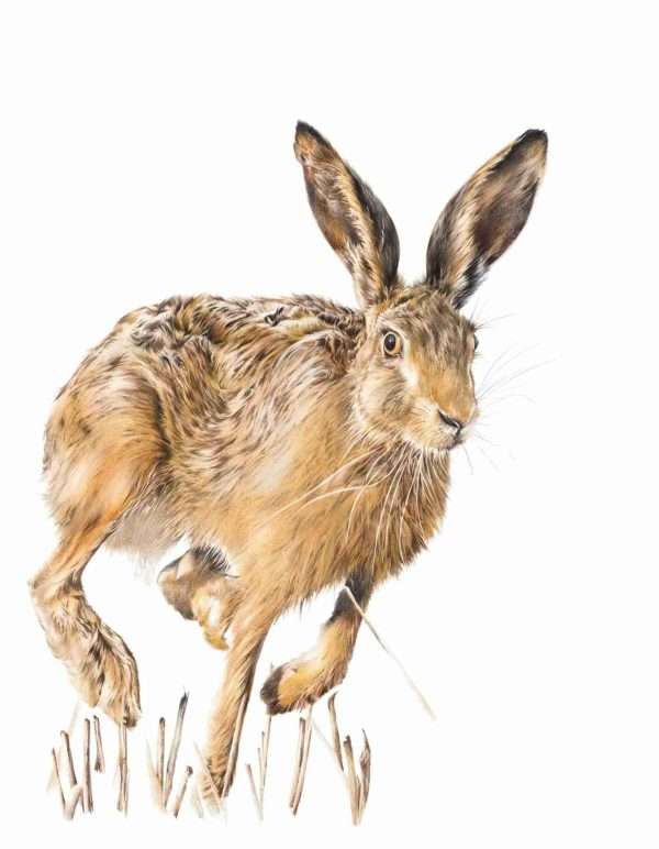 Hare we go ...    Giclee Print